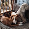 Lua sucht ihre Familie