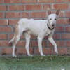 Kross1 sucht ein Zuhause
