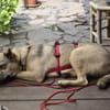 Fredo, jung und verspielt