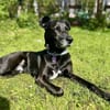 Bruno - Liebevoller Schmuser mit Herz