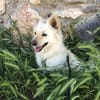 Schmusebacke sucht liebevolles Zuhause