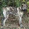 Lieber Sharo sucht ruhiges Zuhause