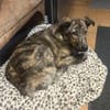 Lieber Sharo sucht ruhiges Zuhause