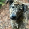 Lieber Sharo sucht ruhiges Zuhause