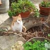 Kleiner Miraculix sucht Zuhause!