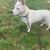 Herzenshund mit Handicap sucht Sie!
