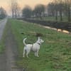Herzenshund mit Handicap sucht Sie!