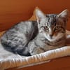 Anhänglicher Anubis sucht Zuhause