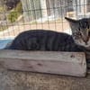 Anhänglicher Anubis sucht Zuhause
