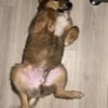 Bolt sucht liebe Hunde-Eltern ✨