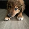 Bolt sucht liebe Hunde-Eltern ✨