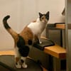 Liebe Lina sucht ein Zuhause