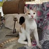 Süßer Buster sucht liebevolles Zuhause