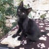 Mr. Jackson der Schmusekater!