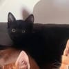 Mr. Jackson der Schmusekater!