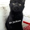 Mr. Jackson der Schmusekater!