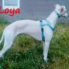 Loya DRINGEND Hilfe gesucht 08/2024 DE