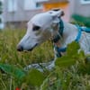 Loya DRINGEND Hilfe gesucht 08/2024 DE