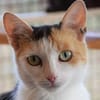BALI-zuckersüße Tricolor-Katze
