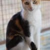 BALI-zuckersüße Tricolor-Katze