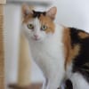 BALI-zuckersüße Tricolor-Katze