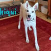 Chiqui liebevoll und verspielt 09/22 DE