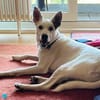 Chiqui liebevoll und verspielt 09/22 DE