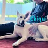 Chiqui liebevoll und verspielt 09/22 DE