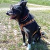 Phoebe sucht ihr Für-Immer-Zuhause!