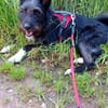 Phoebe sucht ihr Für-Immer-Zuhause!