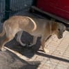 Schüchterne Sira sucht ihr Zuhause