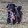 Pepper, Pflegestelle in Niedersachsen