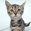 Momo - Ein Traum-Kätzchen!