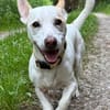 Manolo auf der Suche nach Glück 82284