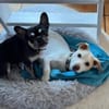 Manolo auf der Suche nach Glück 82284