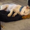 Manolo auf der Suche nach Glück 82284