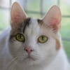 BATIDA-wunderschöne Tricolor-Katze
