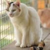 BATIDA-wunderschöne Tricolor-Katze