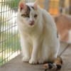 BATIDA-wunderschöne Tricolor-Katze