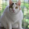 BATIDA-wunderschöne Tricolor-Katze