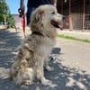 Wuscheliger Medo sucht liebevolles Zuhau