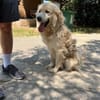 Wuscheliger Medo sucht liebevolles Zuhau