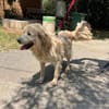 Wuscheliger Medo sucht liebevolles Zuhau