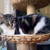 Alma sucht ein liebevolles Zuhause