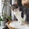 Alma sucht ein liebevolles Zuhause