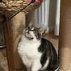 Alma sucht ein liebevolles Zuhause