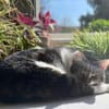 Alma sucht ein liebevolles Zuhause