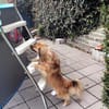 ROBY - Liebe, Zuneigung und Geduld