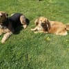 ROBY - Liebe, Zuneigung und Geduld