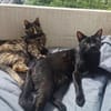 Palermo & Terni Zuhause gesucht!